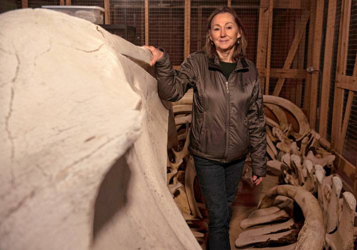 Kate Doyle, vertebrate collections manager for the UMass natural history collection, stands with a Right Whale called Staccato, which has been part of the UMass natural history collection for about 30 years. The whale died of internal bleeding believed from  injuries after  a ship strike 