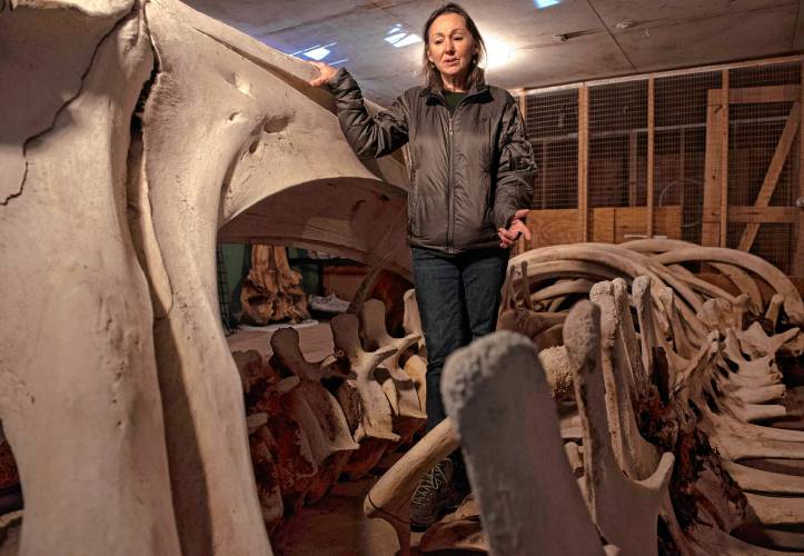 Kate Doyle, vertebrate collections manager for the UMass natural history collection, stands with a Right Whale called Staccato, which has been part of the UMass natural history collection for about 30 years. The whale died of internal bleeding believed from  injuries after  a ship strike. 