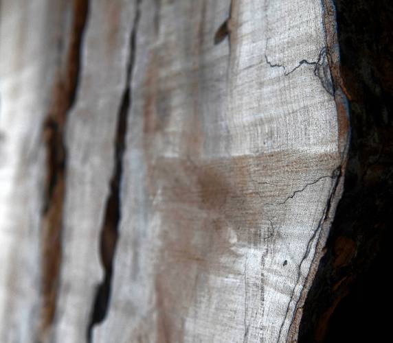 A piece of spalted maple, which refers to the dark contrasting lines in the wood, that is being sold by Nick Simmons at his business called Hadley Mill Works. 
