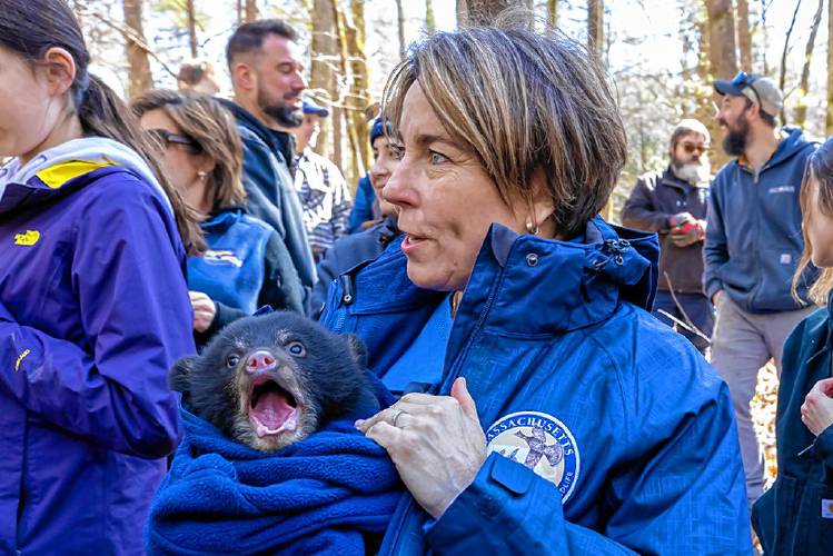 Gov. Maura Healey joined state biologists  to assist with tagging and weighing black bears at a den at the Quabbin Reserevoir in Pelham on March 7. Information gathered from the visit is part of ongoing black bear research in Massachusetts.