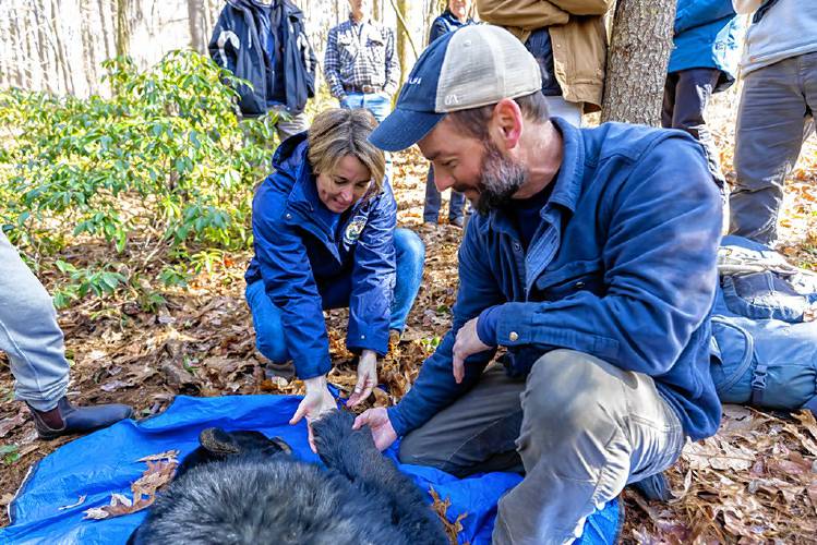 MassWildlife Black Bear Project Leader Dave Wattles shows the immobilized female black bear to Gov. Maura Healey.